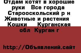 Отдам котят в хорошие руки - Все города, Старооскольский р-н Животные и растения » Кошки   . Курганская обл.,Курган г.